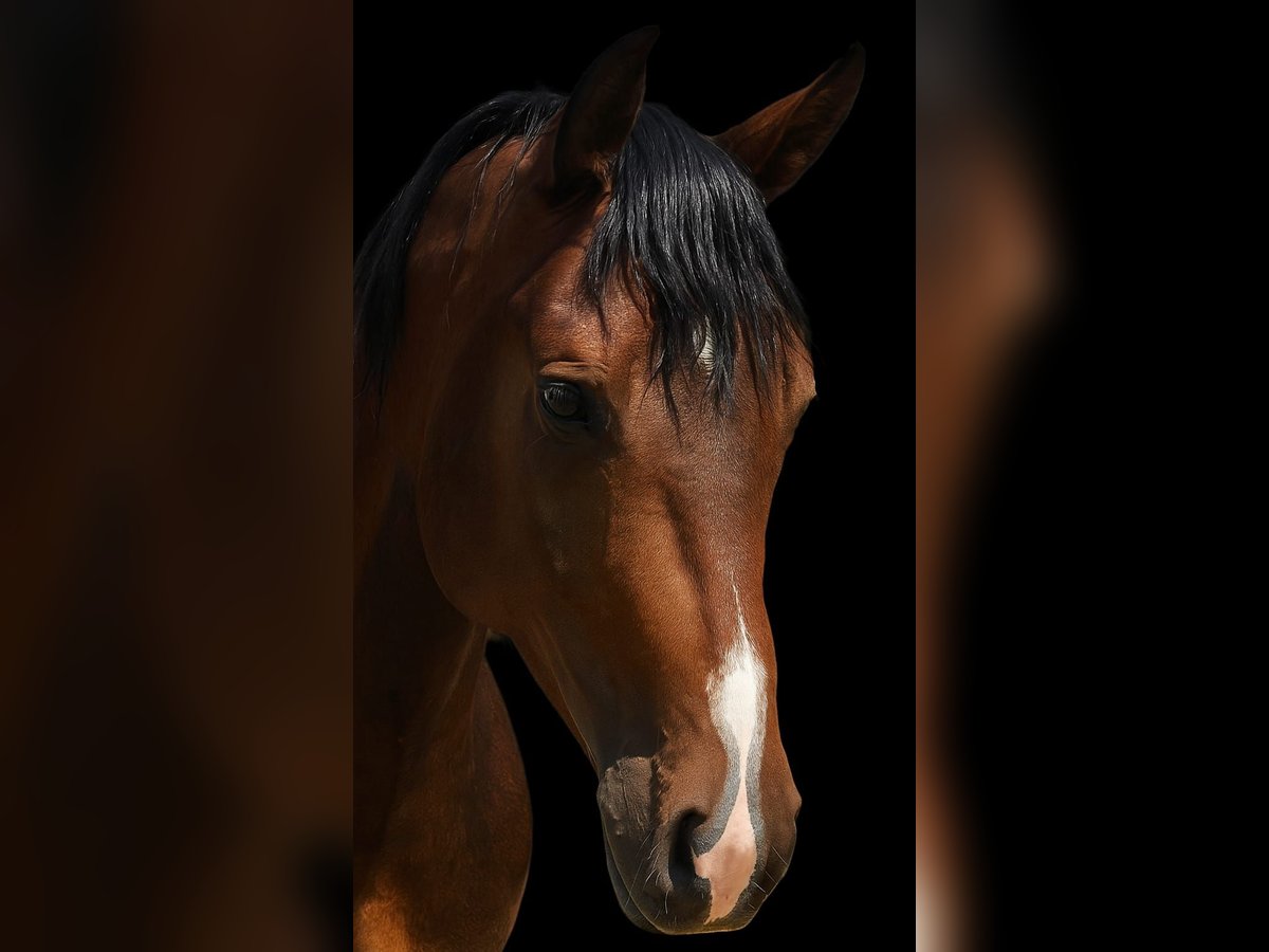 American Quarter Horse Gelding 4 years 14,2 hh Brown in Diemelstadt
