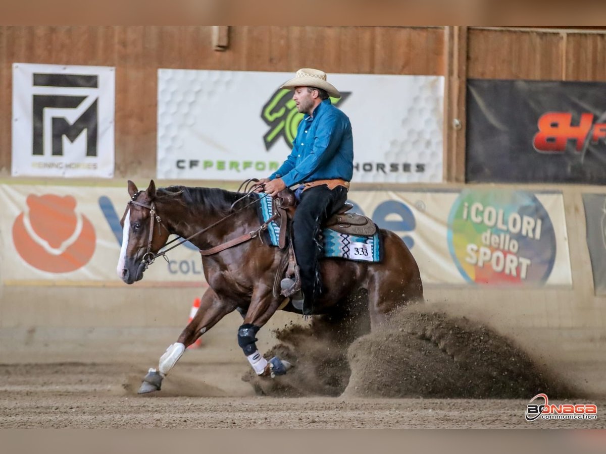 American Quarter Horse Gelding 4 years 14,2 hh Chestnut in San Fruttuoso