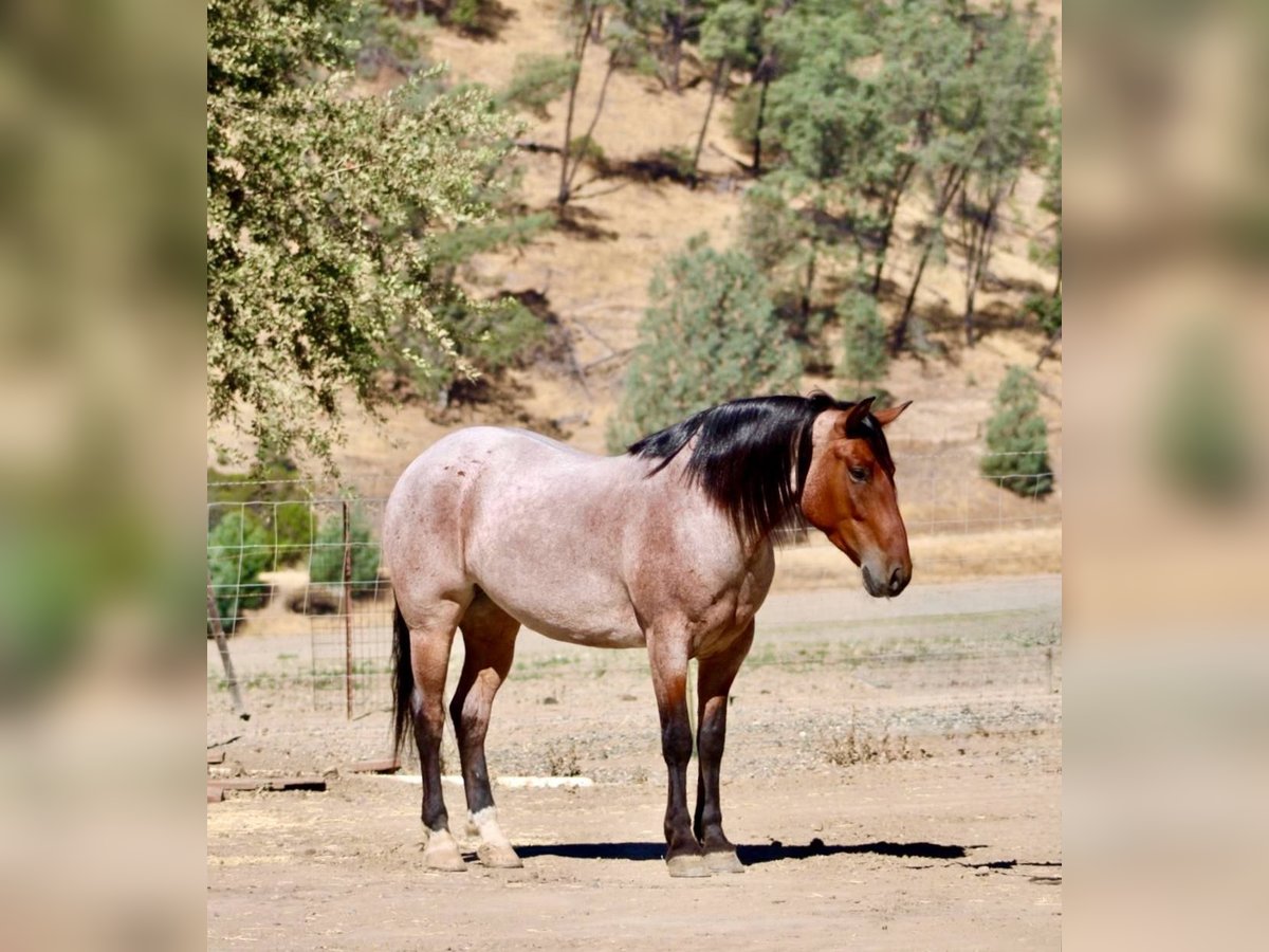 American Quarter Horse Gelding 4 years 14,2 hh Roan-Bay in Bitterwater CA