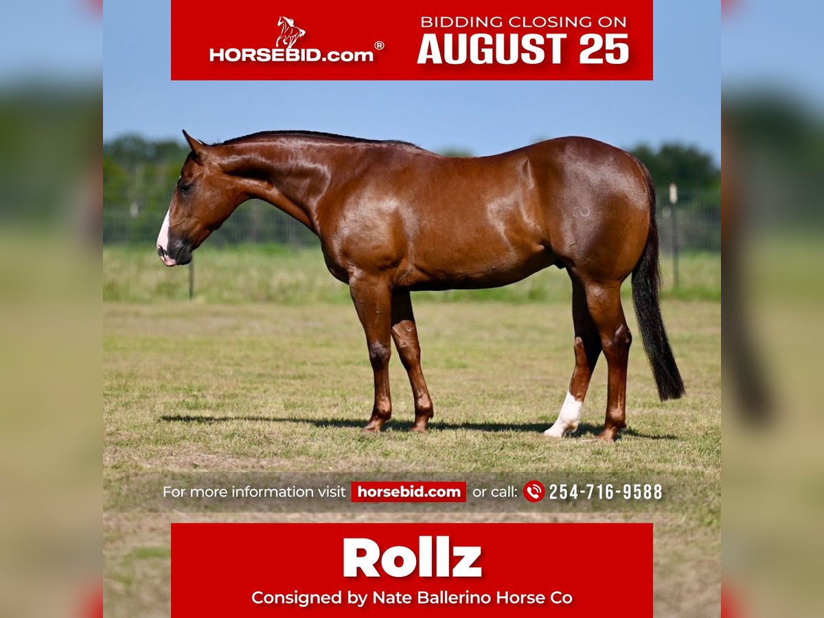 American Quarter Horse Gelding 4 years 14,2 hh Sorrel in Waco