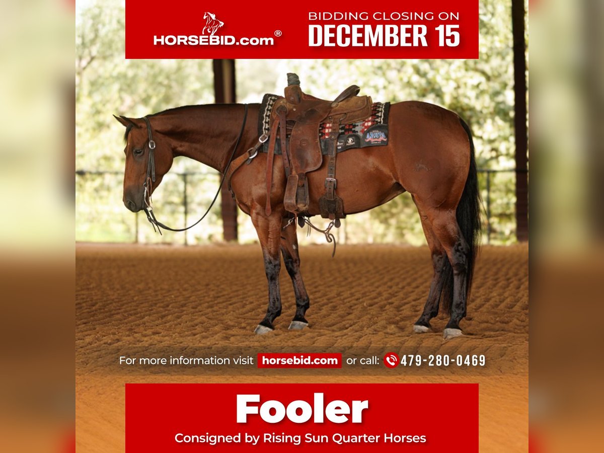 American Quarter Horse Gelding 4 years 14,3 hh Bay in Morrilton