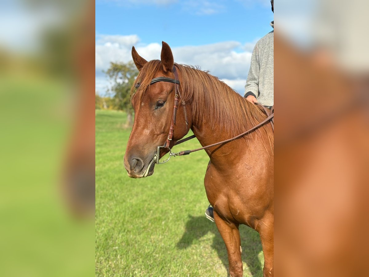 American Quarter Horse Mix Gelding 4 years 14,3 hh Chestnut-Red in N&#xFC;rburg