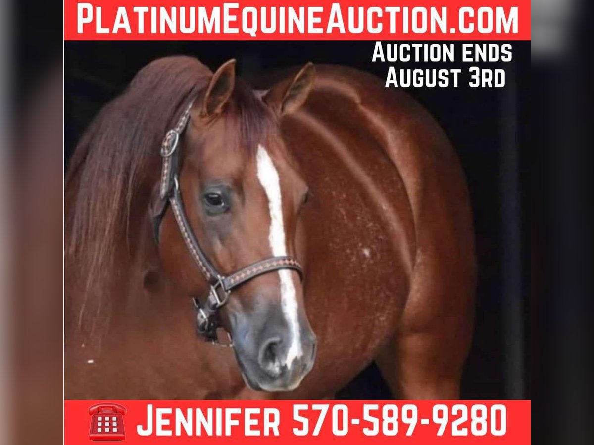 American Quarter Horse Gelding 4 years 14,3 hh Chestnut in Dallas PA