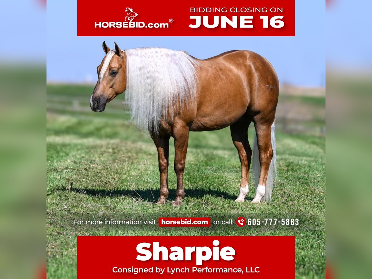 American Quarter Horse Gelding 4 years 14,3 hh Palomino in Canistota, SD