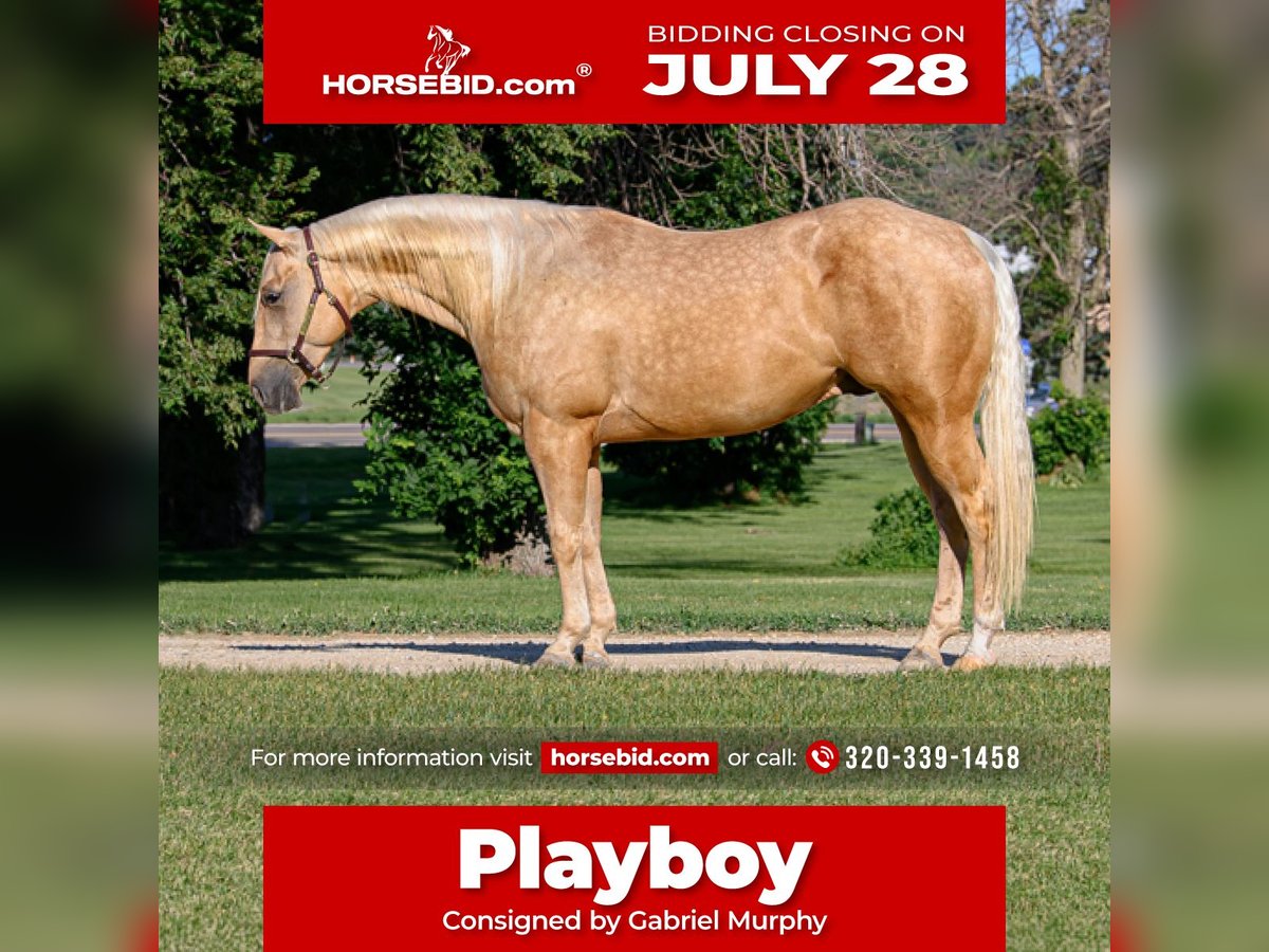 American Quarter Horse Gelding 4 years 14,3 hh Palomino in Cannon Falls