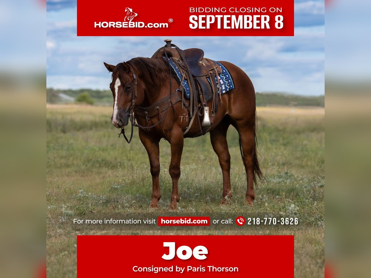 American Quarter Horse Gelding 4 years 14,3 hh in Nevis