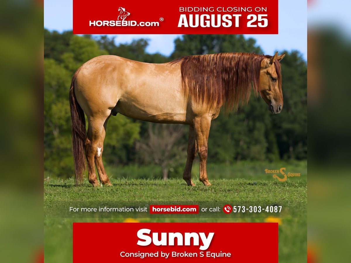 American Quarter Horse Gelding 4 years 14,3 hh Red Dun in Bogard, MO