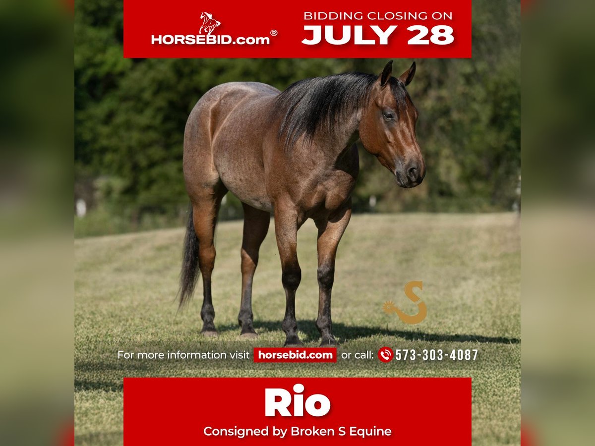 American Quarter Horse Gelding 4 years 14,3 hh Roan-Bay in Bogard