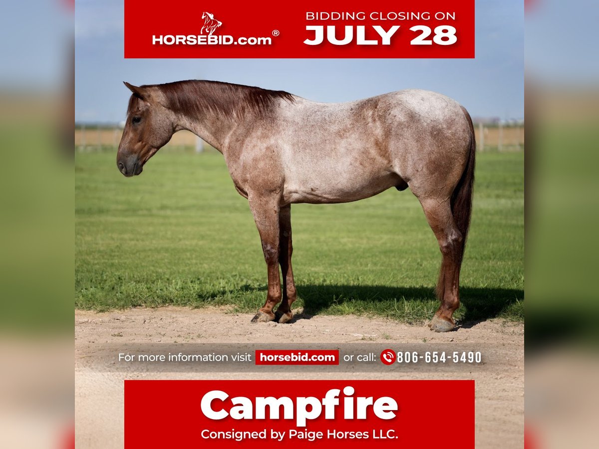 American Quarter Horse Gelding 4 years 14,3 hh Roan-Red in Amarillo, TX