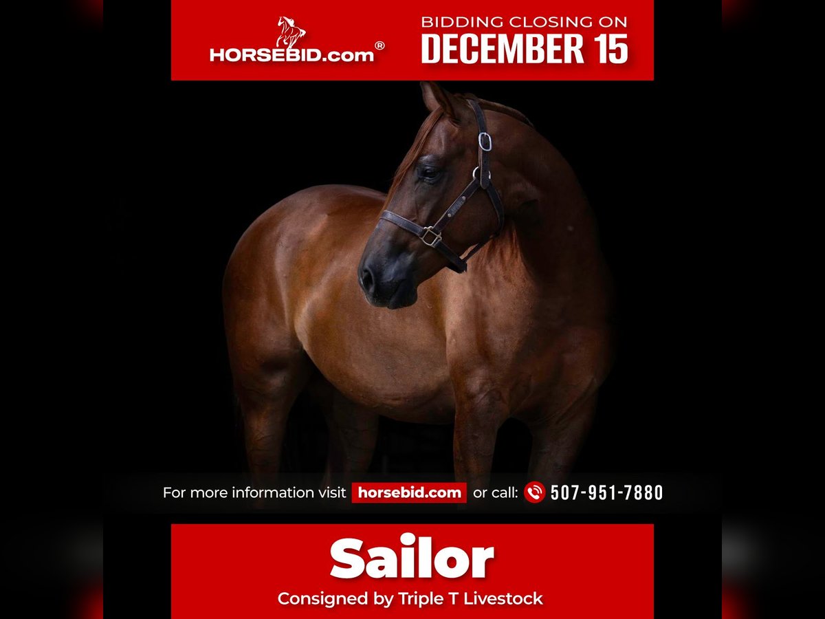 American Quarter Horse Gelding 4 years 14,3 hh Sorrel in Nevis