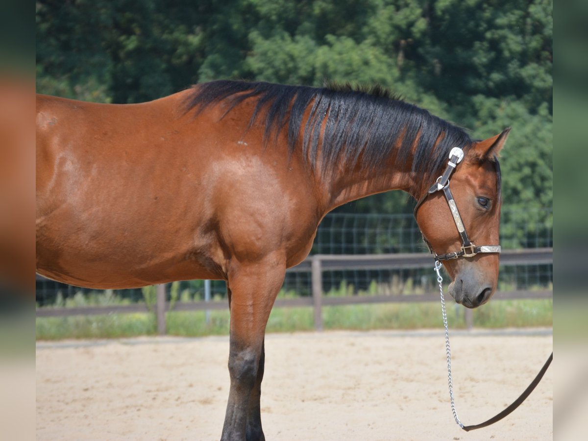 American Quarter Horse Gelding 4 years 15,1 hh Brown in Wusterhausen (Dosse) American Quarter Horse Gelding 4 years 15,1 hh Brown in Wusterhausen (Dosse)