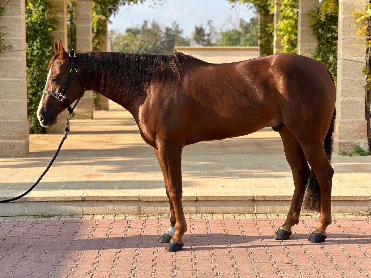 American Quarter Horse Gelding 4 years 15,1 hh Chestnut-Red in Lecce