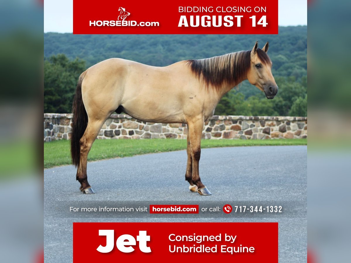 American Quarter Horse Gelding 4 years 15,1 hh Dun in Millerstown, PA