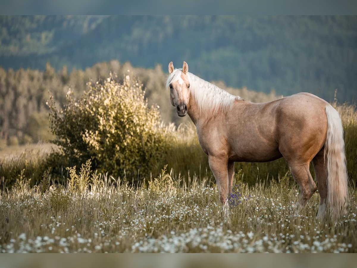 American Quarter Horse Gelding 4 years 15,1 hh Palomino in Marbach