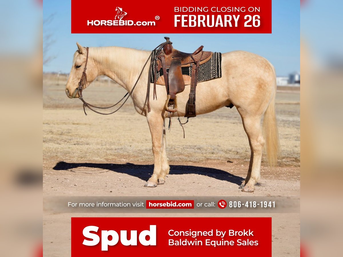 American Quarter Horse Gelding 4 years 15,1 hh Palomino in Amarillo, TX