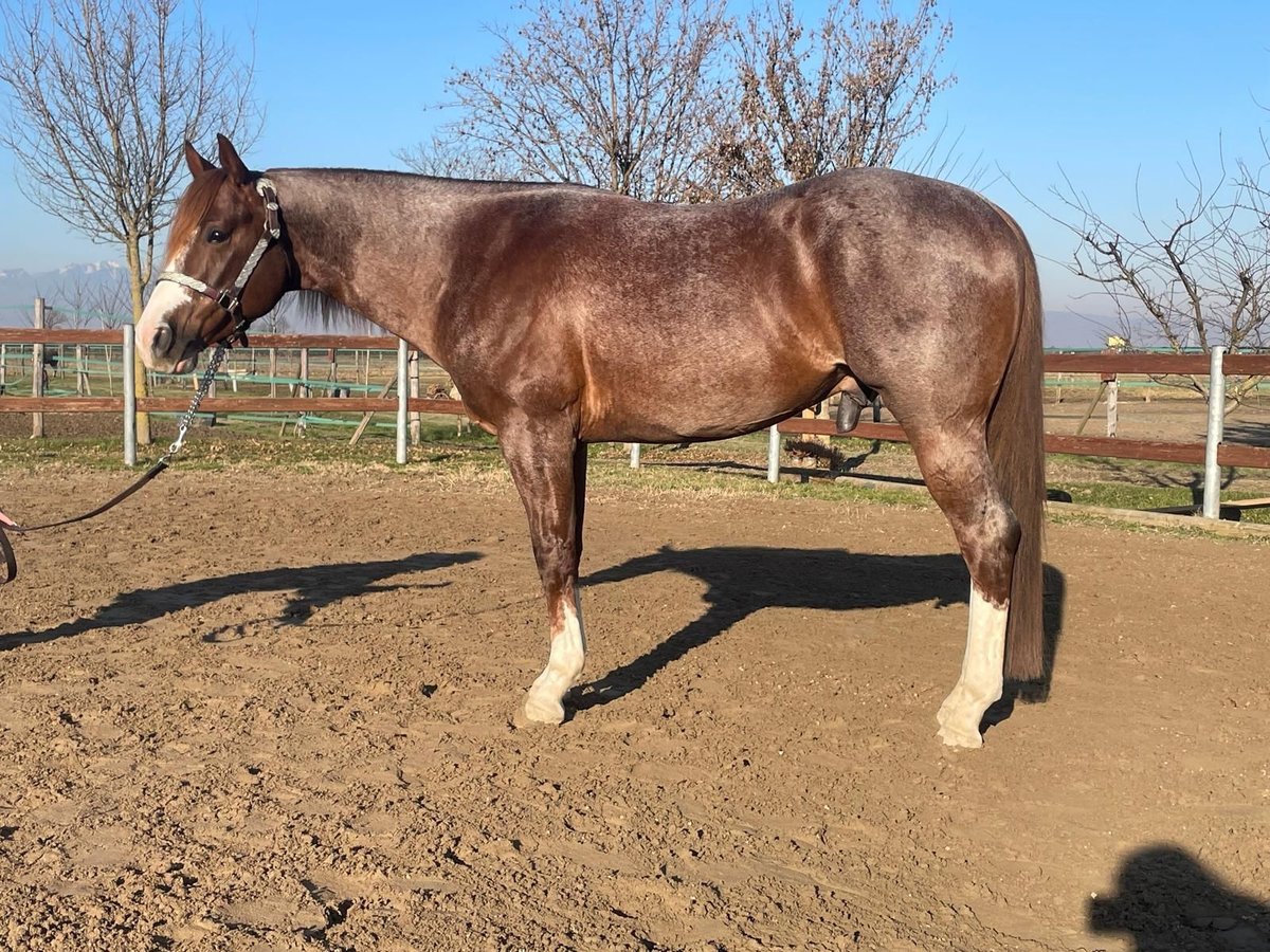 American Quarter Horse Gelding 4 years 15,1 hh Roan-Red in Echzell