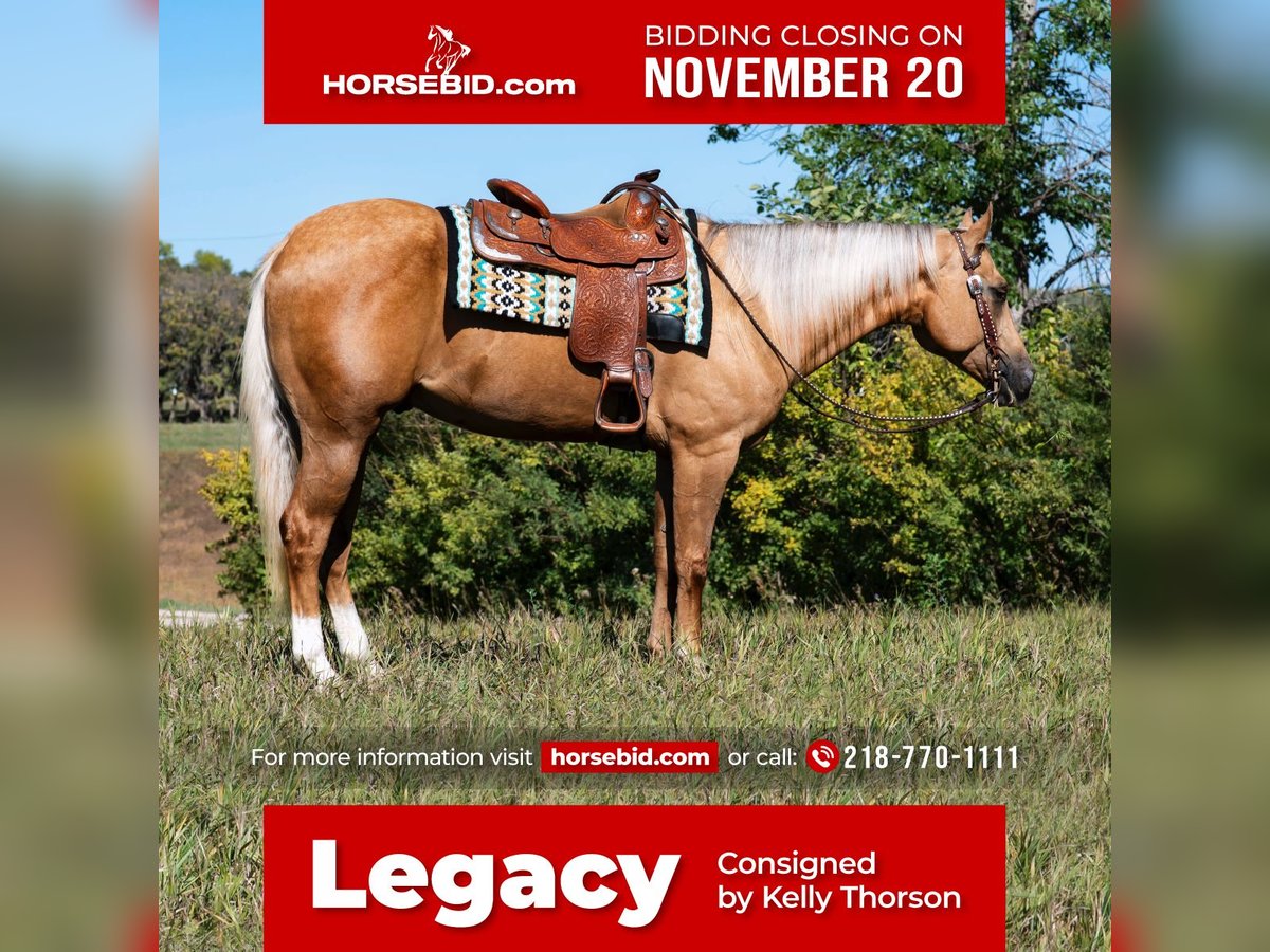 American Quarter Horse Gelding 4 years 15,2 hh Palomino in Fergus Falls, MN