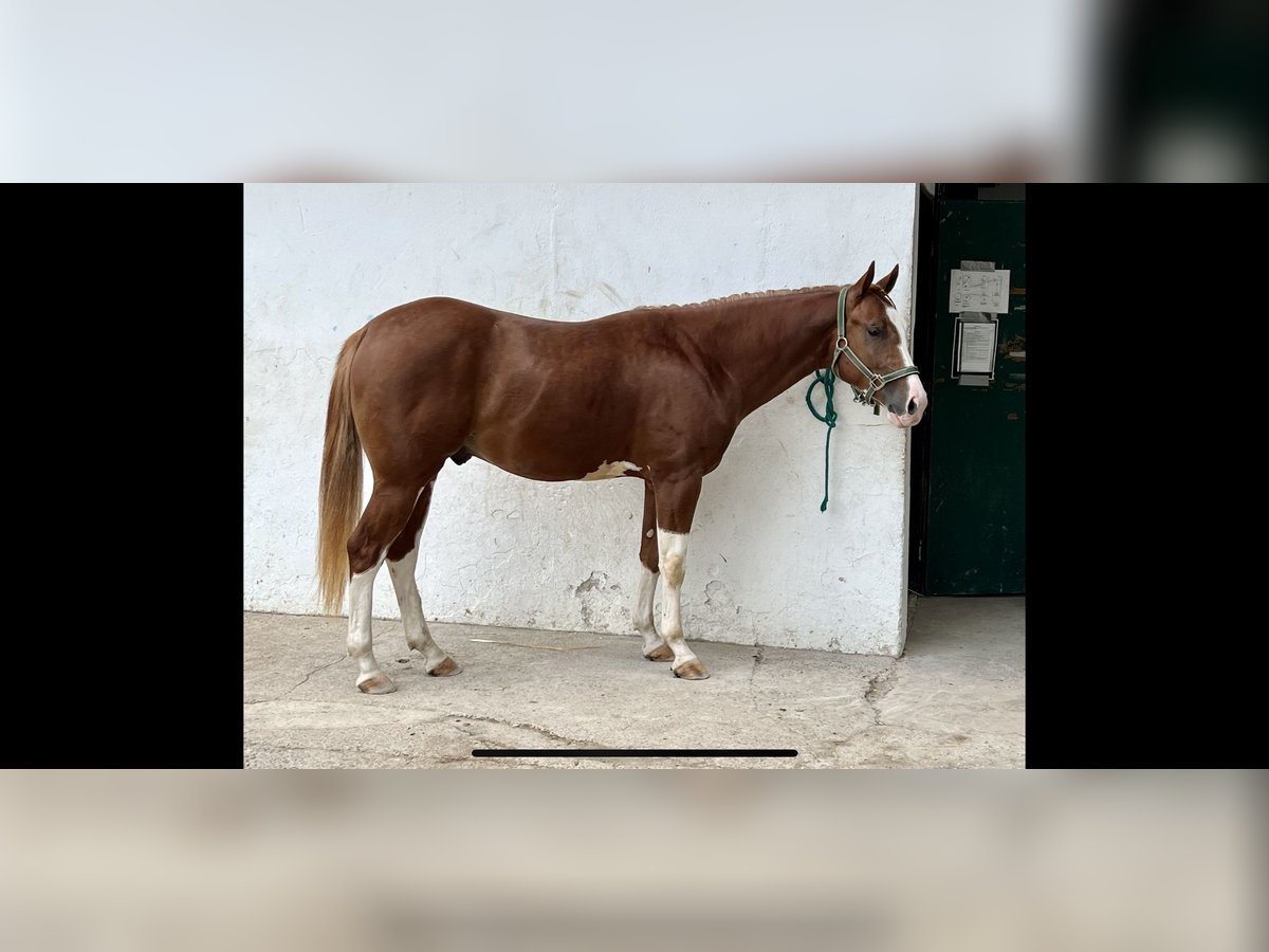 American Quarter Horse Gelding 4 years 15 hh Chestnut-Red in Weyersheim