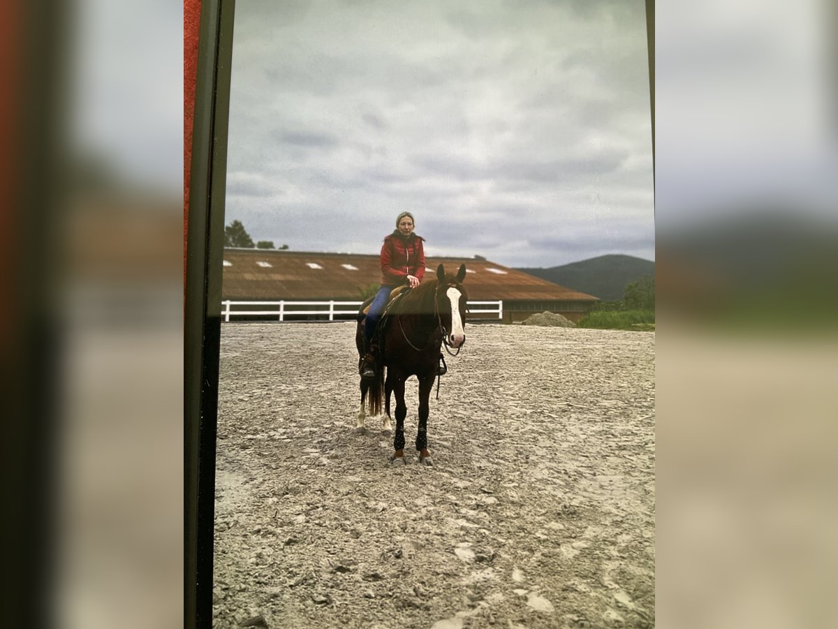 American Quarter Horse Gelding 4 years 15 hh Chestnut-Red in Bad hersfeld