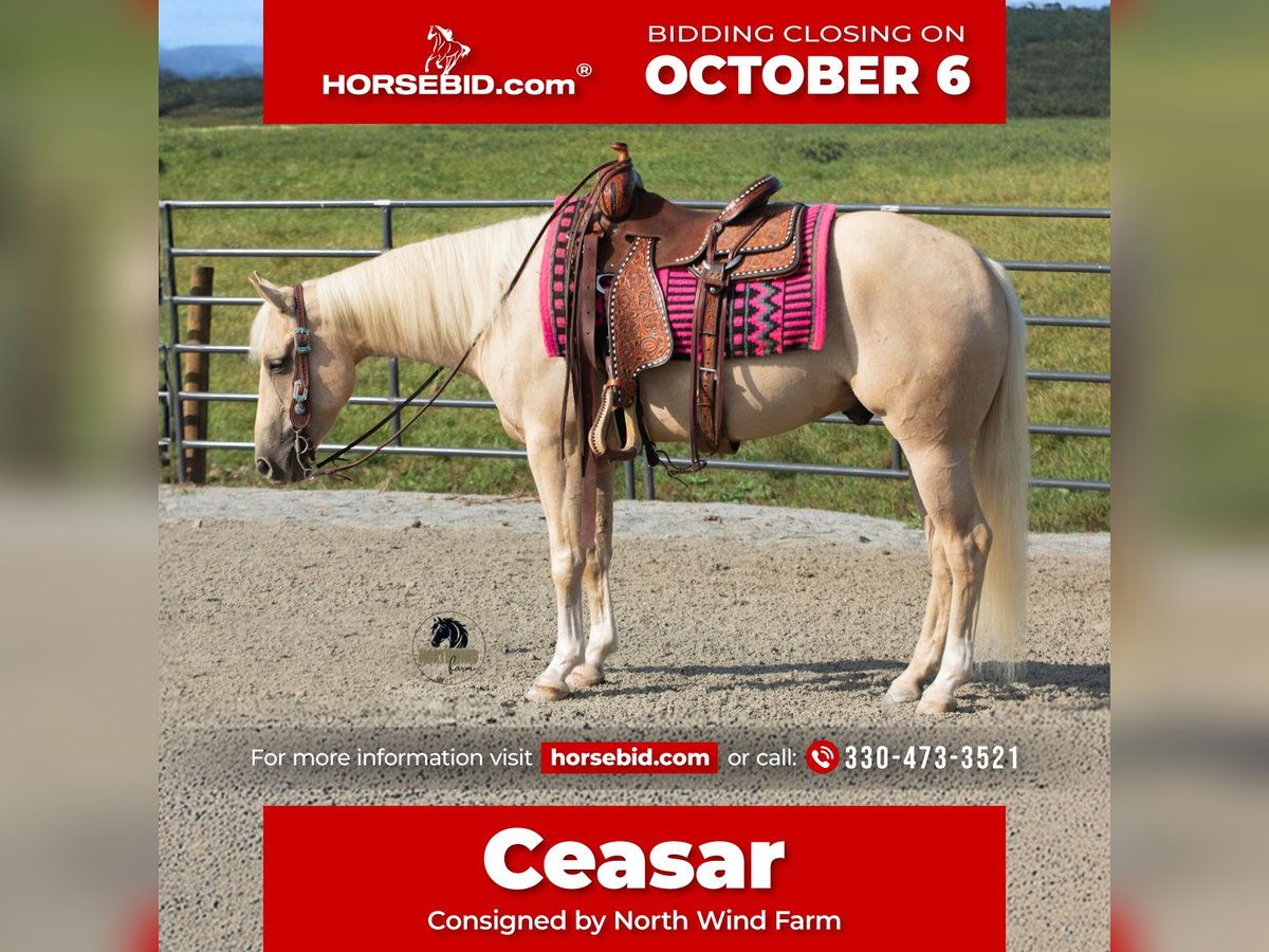 American Quarter Horse Gelding 4 years 15 hh Palomino in Fredericksburg, OH