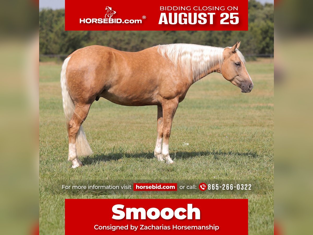 American Quarter Horse Gelding 4 years 15 hh Palomino in Adair, OK