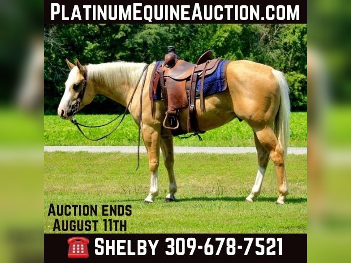 American Quarter Horse Gelding 4 years 15 hh Palomino in Shobonier IL