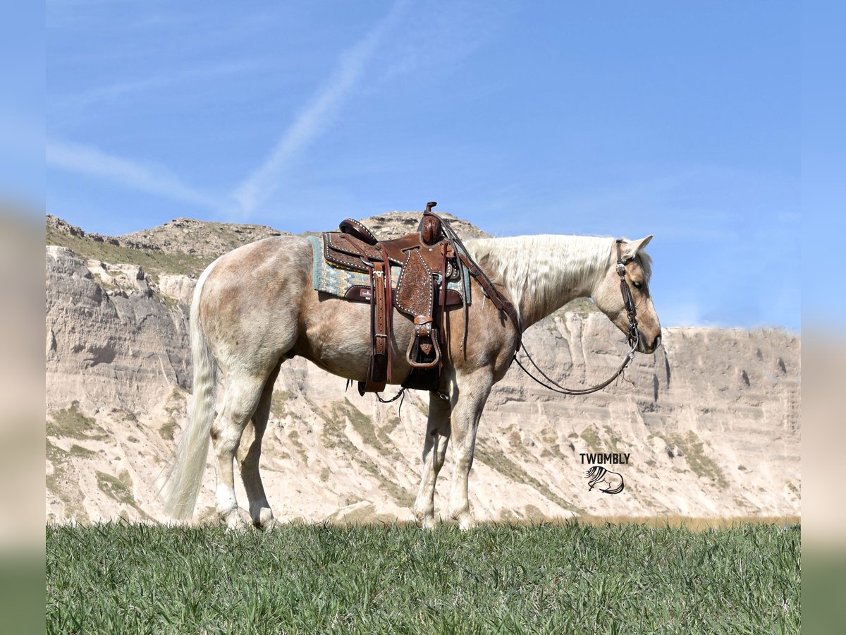 American Quarter Horse Gelding 4 years 15 hh Palomino in Bayard, Nebraska