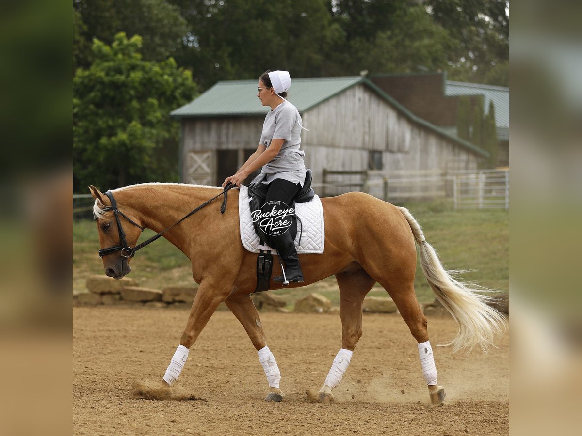 American Quarter Horse Gelding 4 years 15 hh Palomino in Millersburg OH