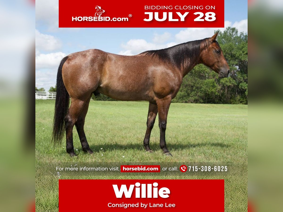 American Quarter Horse Gelding 4 years 15 hh Roan-Bay in Corsica