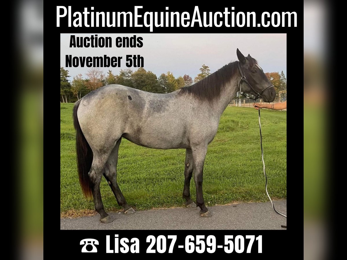 American Quarter Horse Gelding 4 years 15 hh Roan-Blue in Etna ME