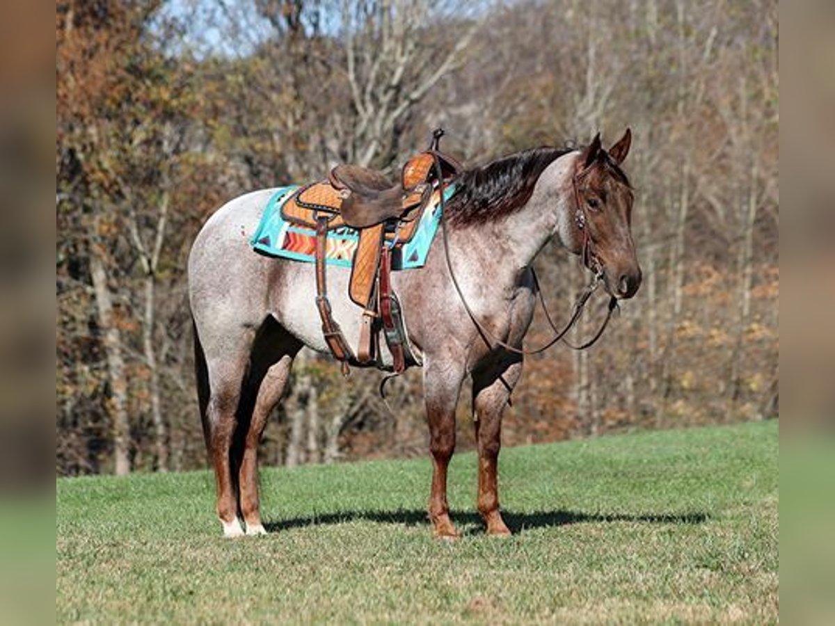 American Quarter Horse Gelding 4 years 15 hh RoanRed in Mount Vernon