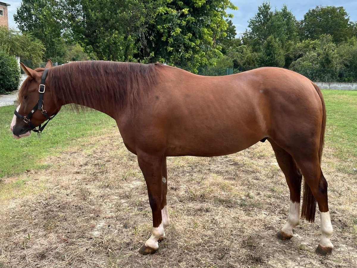 American Quarter Horse Gelding 4 years 15 hh Sorrel in Piacenza