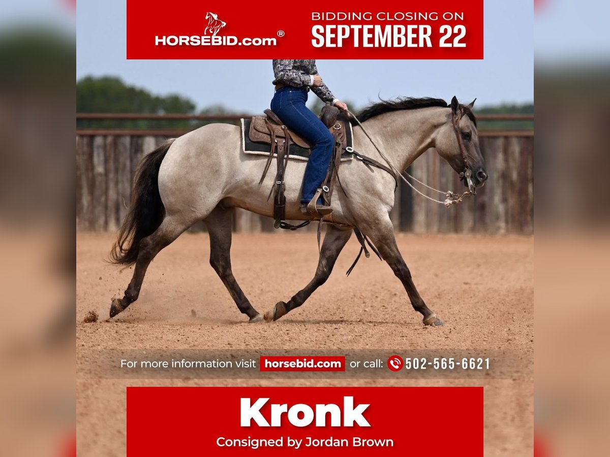 American Quarter Horse Gelding 4 years 15,1 hh Grullo in Waco, TX