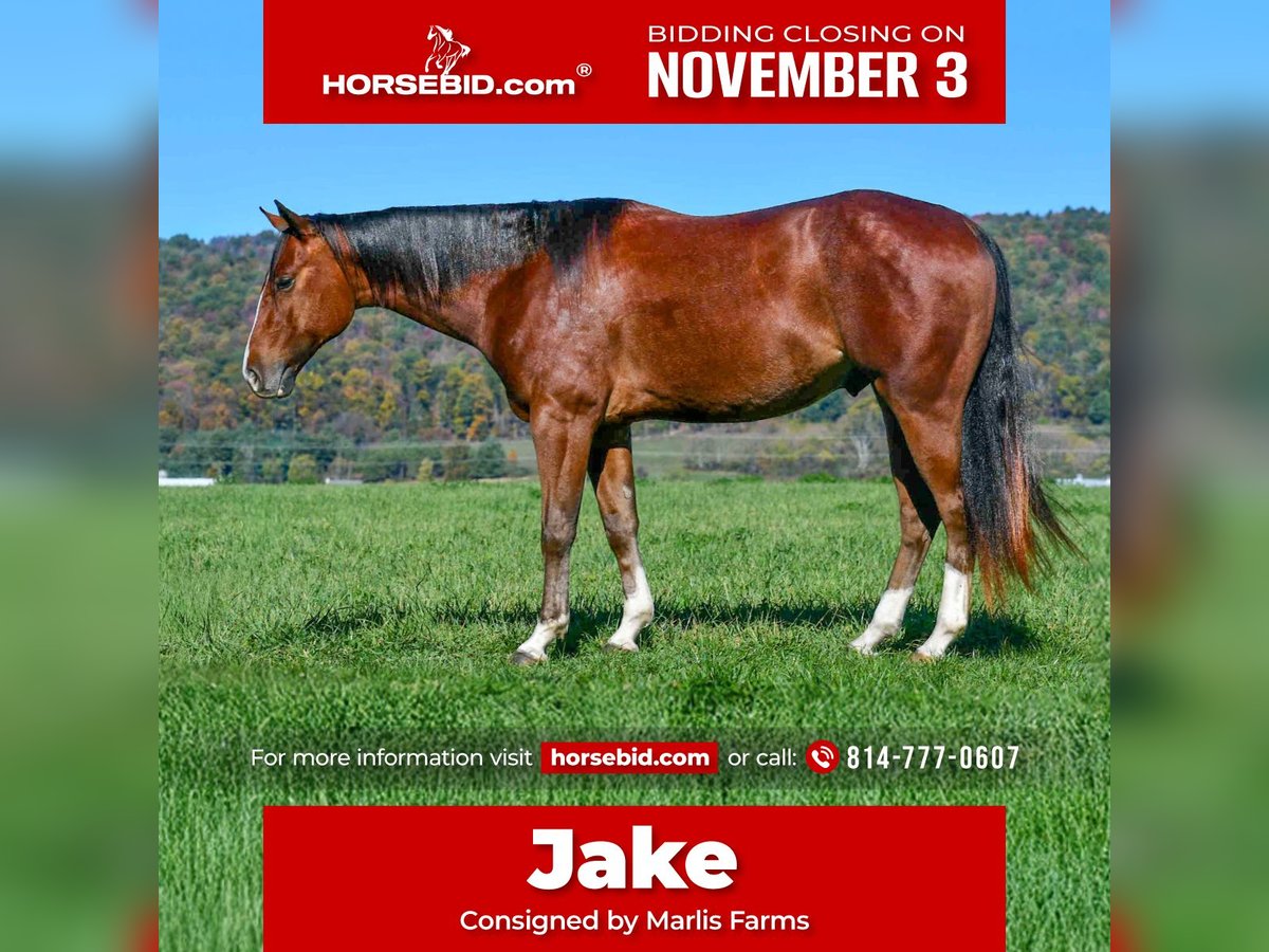 American Quarter Horse Gelding 4 years 15,1 hh Roan-Bay in Rebersburg American Quarter Horse Gelding 4 years 15,1 hh Roan-Bay in Rebersburg