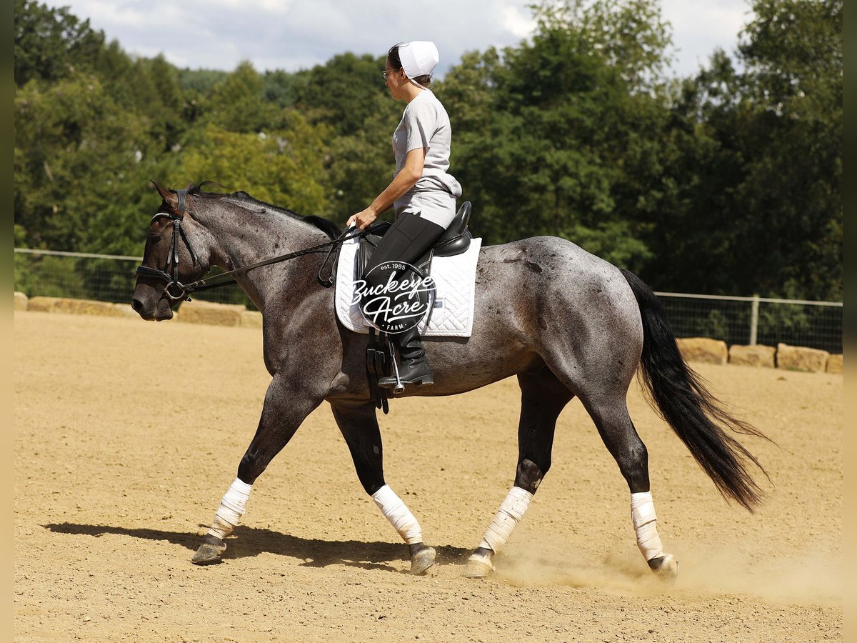 American Quarter Horse Gelding 4 years 15,1 hh Roan-Blue in Millersburg oh