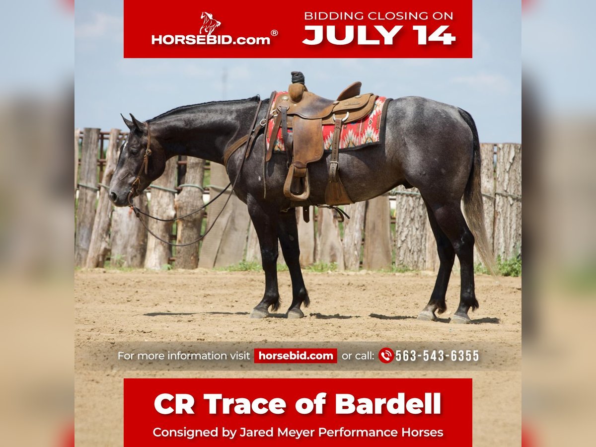 American Quarter Horse Gelding 4 years 15,2 hh Gray in Bernard, IA