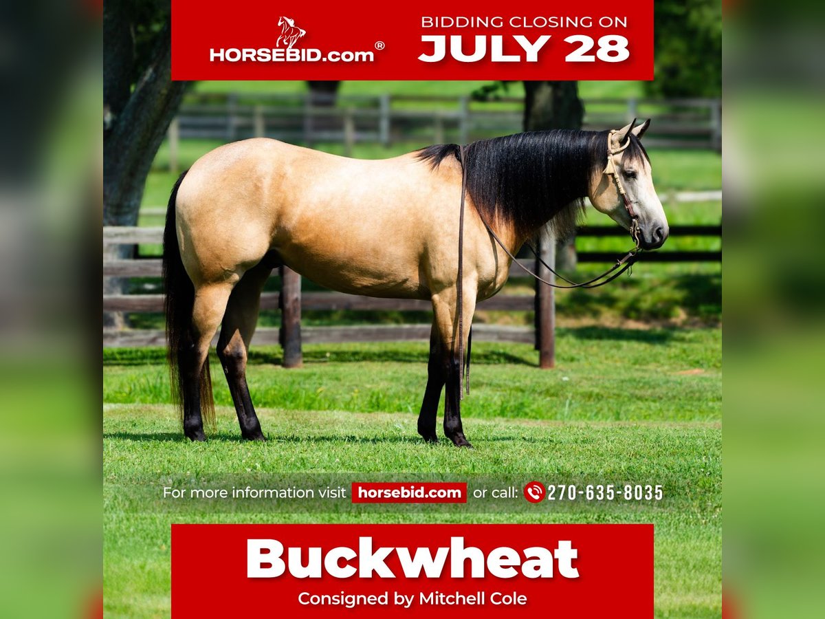 American Quarter Horse Gelding 4 years 15,3 hh Buckskin in Madisonville, KY