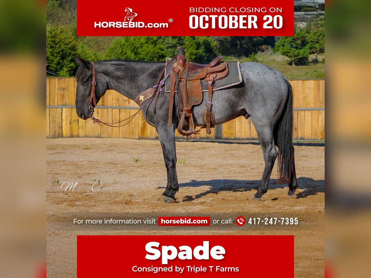American Quarter Horse Gelding 4 years 15,3 hh Roan-Blue in Summersville