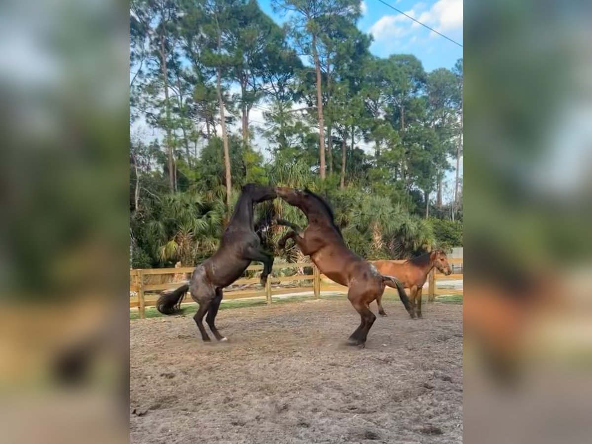 American Quarter Horse Gelding 4 years 16 hh Bay in West Palm Beach
