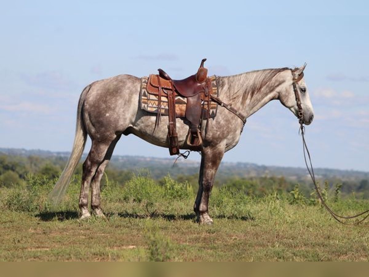 American Quarter Horse Gelding 4 years 16 hh Gray-Dapple in Albuquerque