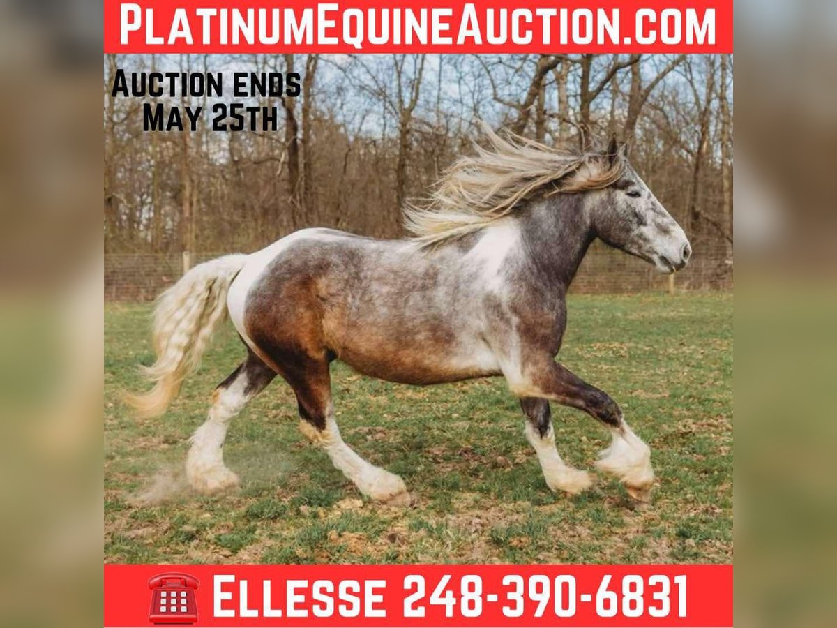 American Quarter Horse Gelding 4 years 17,1 hh Tobiano-all-colors in Howell MI