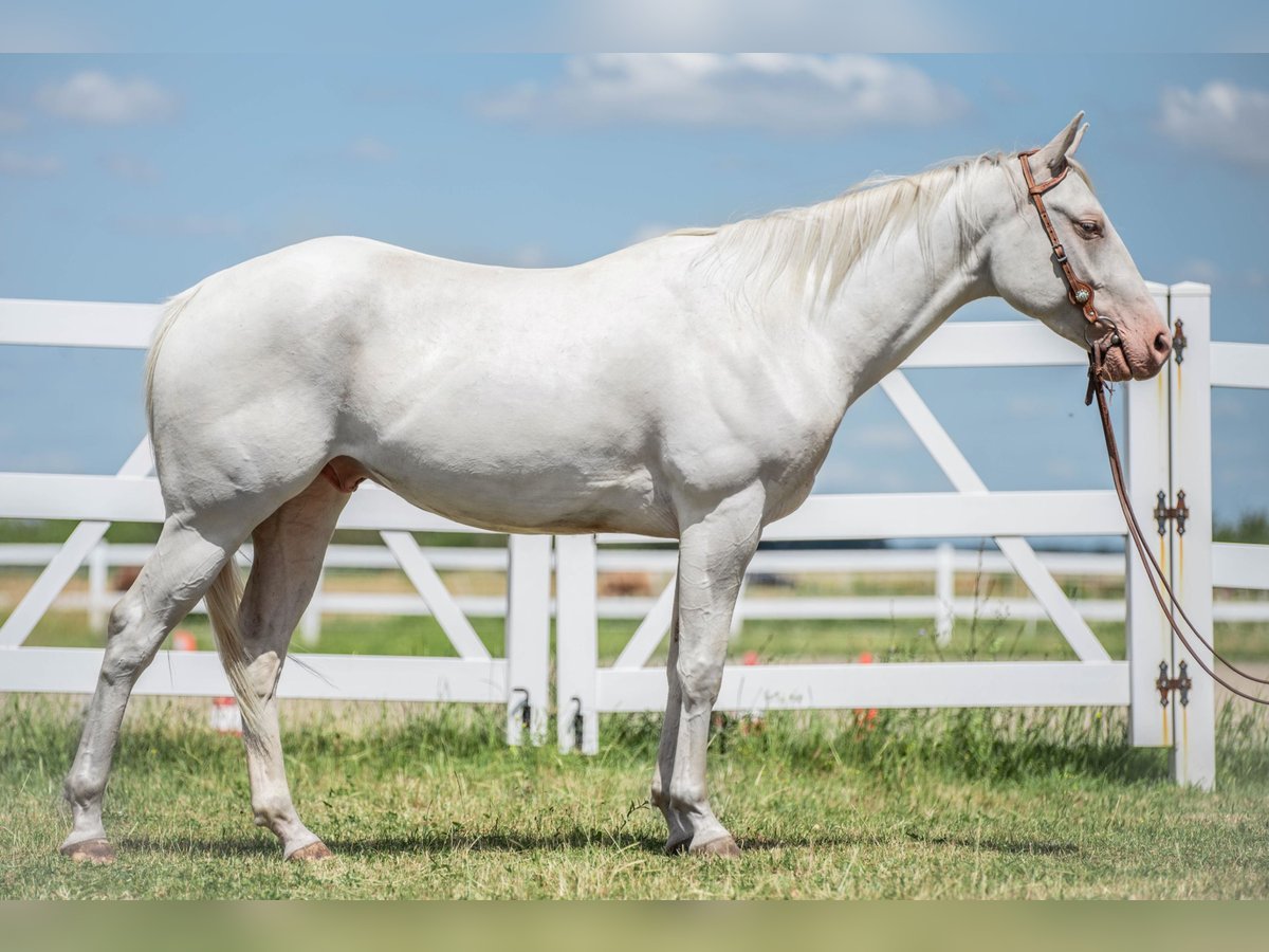 American Quarter Horse Gelding 4 years Cremello in Sochaczew