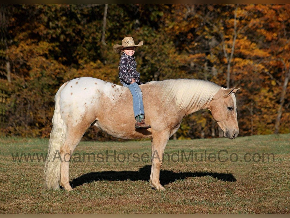 American Quarter Horse Gelding 5 years 13,3 hh Palomino in Mount Vernon