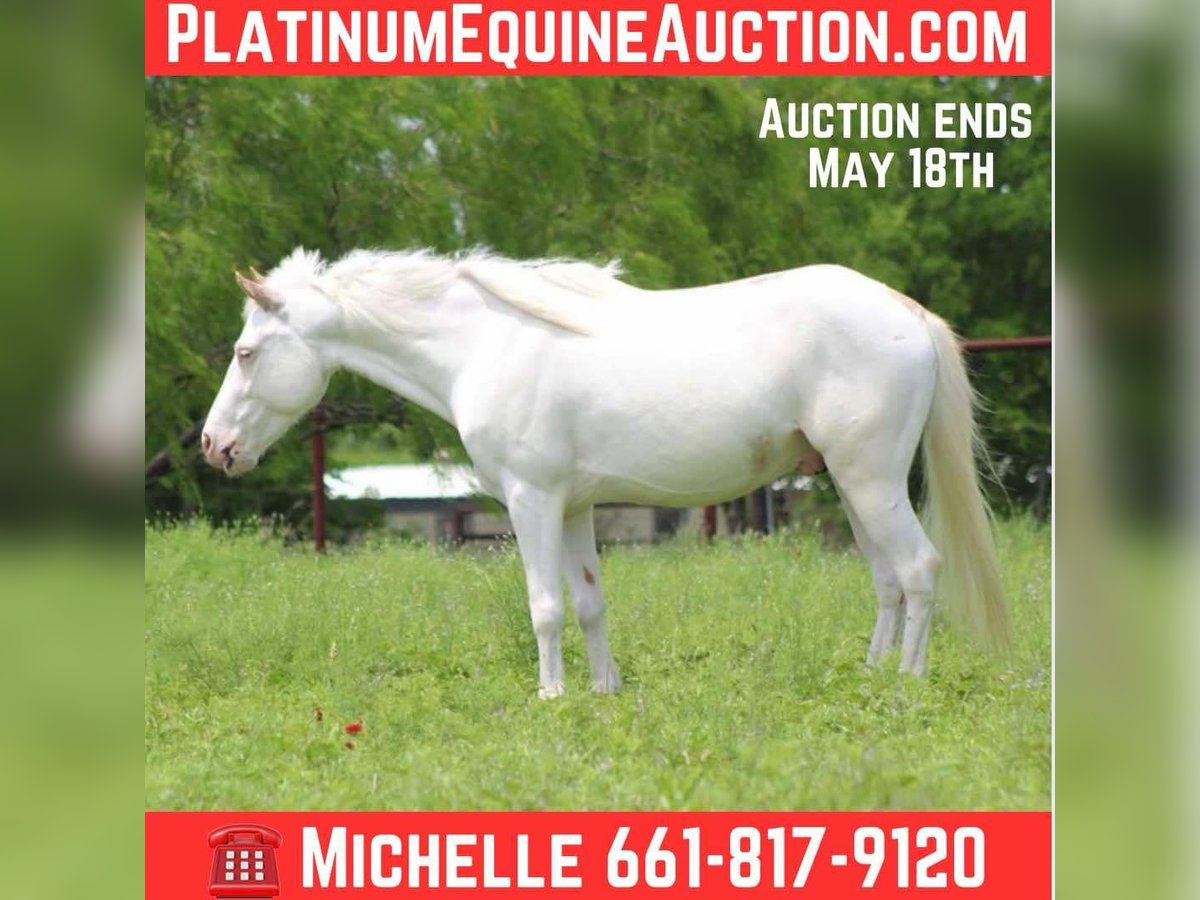 American Quarter Horse Gelding 5 years 13 hh Overo-all-colors in Stepheville TX