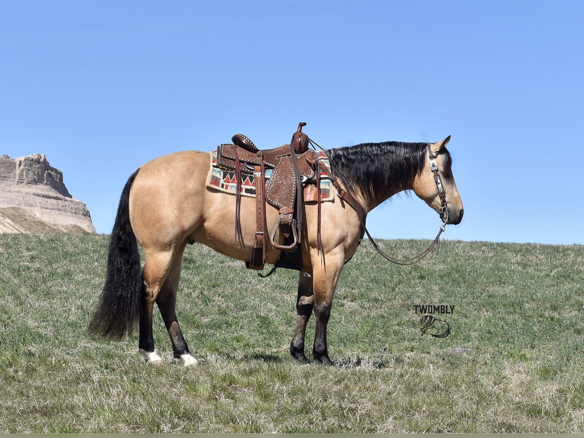 American Quarter Horse Gelding 5 years 14,1 hh Buckskin in Bayard, Nebraska