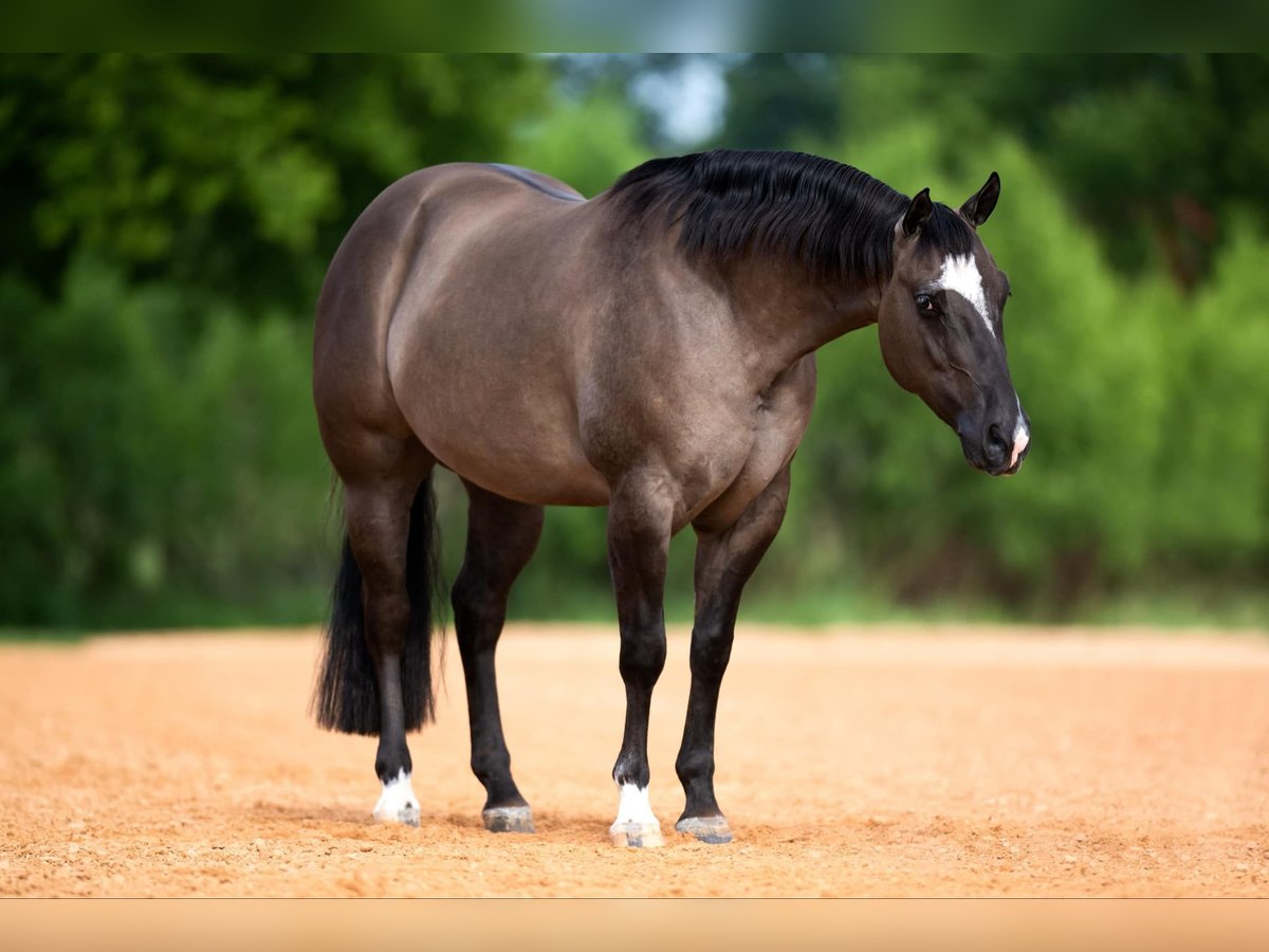 American Quarter Horse Gelding 5 years 14,1 hh Dun in Port Saint Lucie