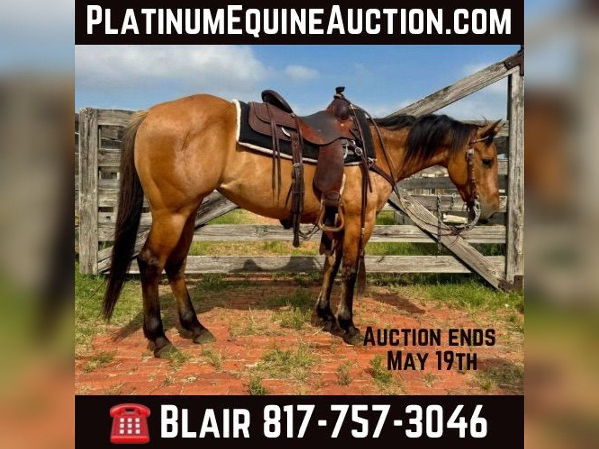 American Quarter Horse Gelding 5 years 14,1 hh Dun in Weatherford TX