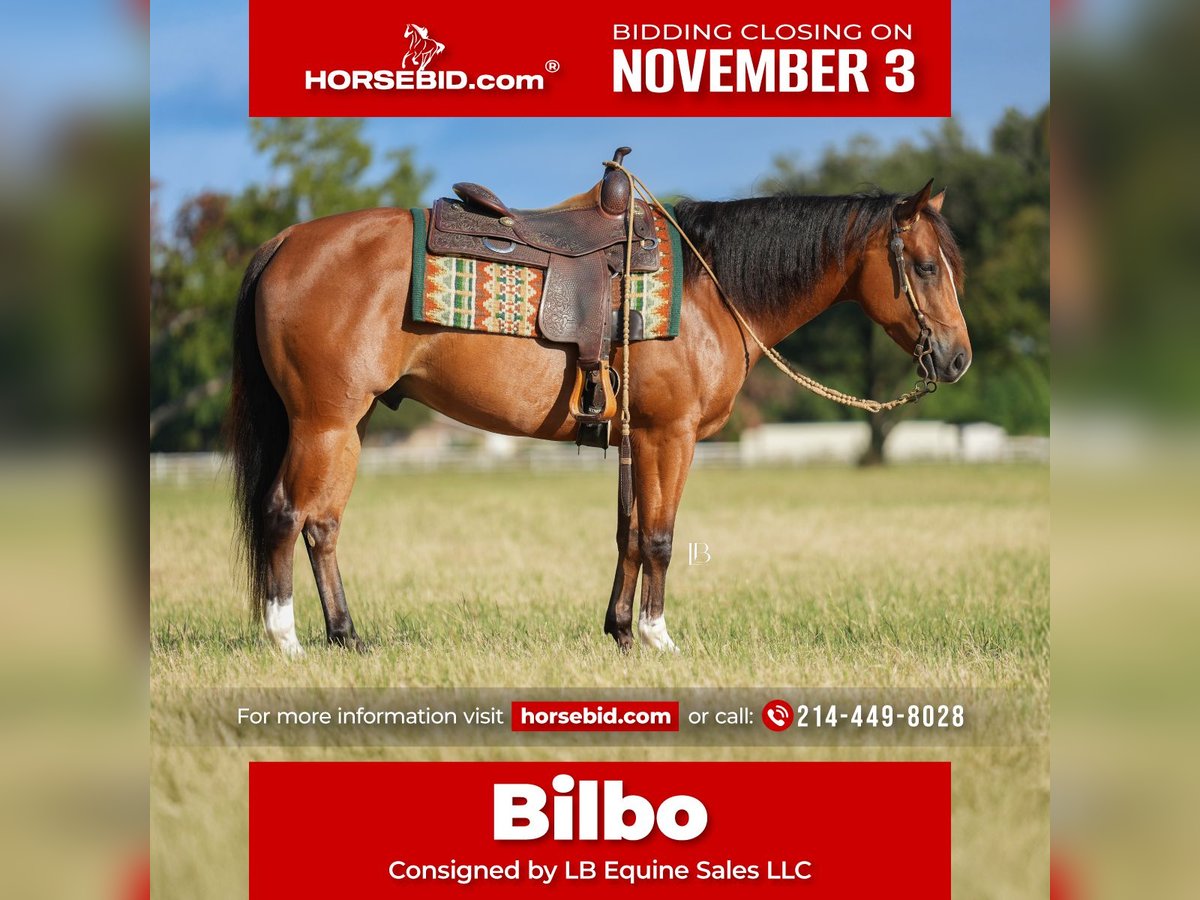 American Quarter Horse Mix Gelding 5 years 14,2 hh Bay in Terrell