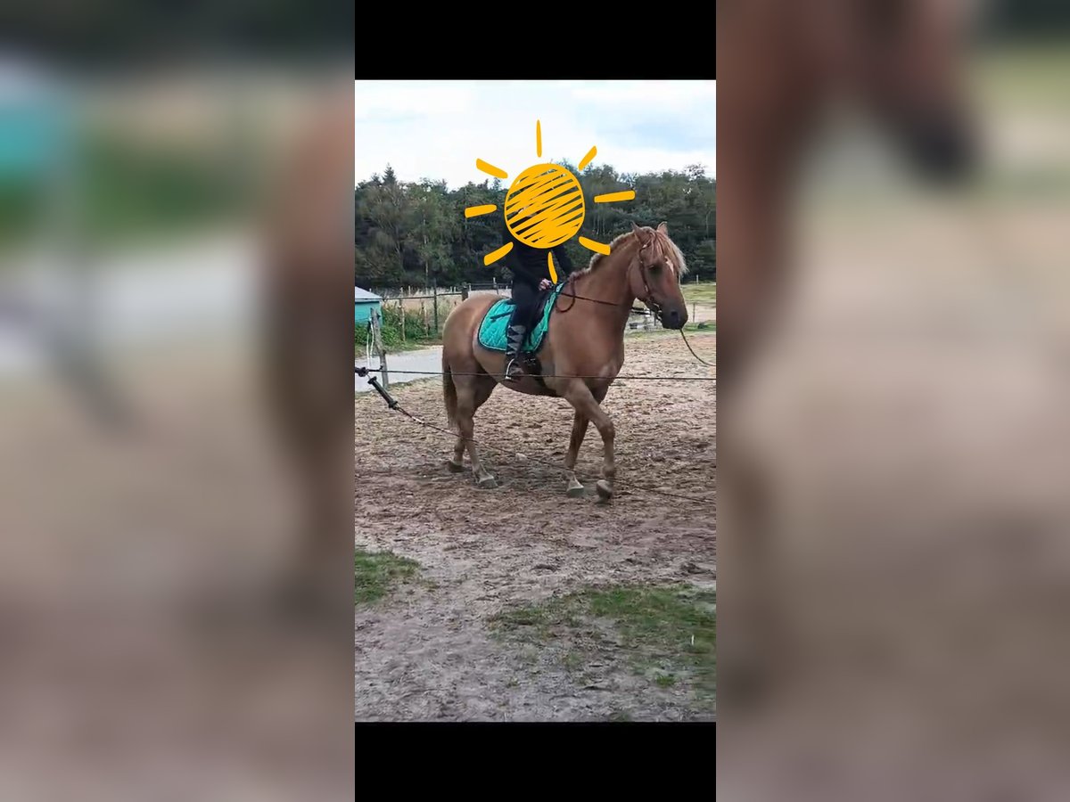 American Quarter Horse Mix Gelding 5 years 14,2 hh Brown-Light in Helmond