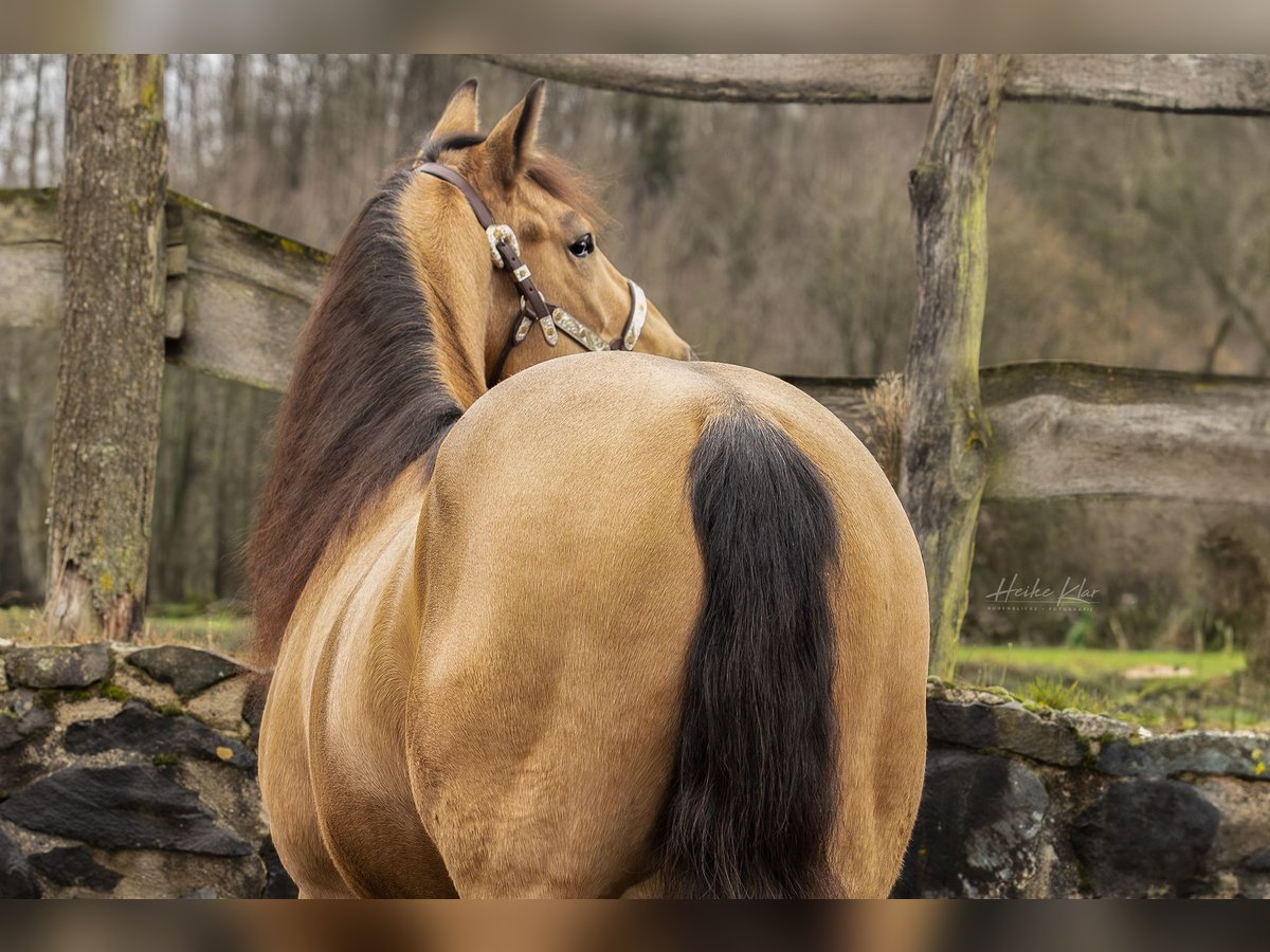 American Quarter Horse Gelding 5 years 14,2 hh Buckskin in Windeck